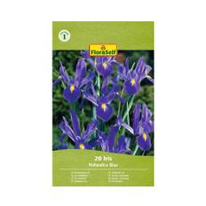 Blomsterlökar FLORASELF Holländsk Iris 'Hollandica blue' 20st