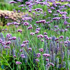 Kæmpe Verbena (Verbena bonariensis)