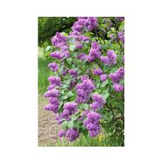 Syren Syringa Vulgaris 30-50cm 10-pack