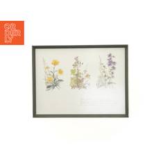 Indrammet botanisk illustration (str. 40 x 30,5 cm)
