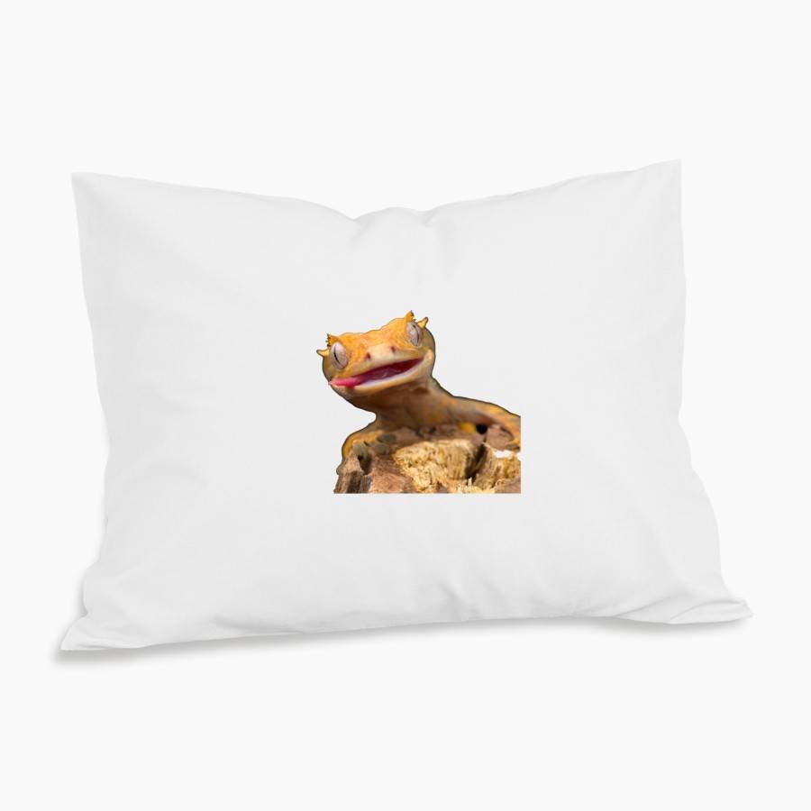 Ögonfransgecko Örngott