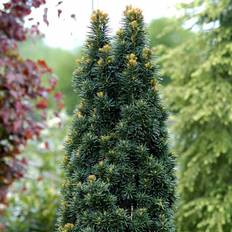 Søjletaks (Taxus baccata 'Fastigiata Robusta') 80-100 cm