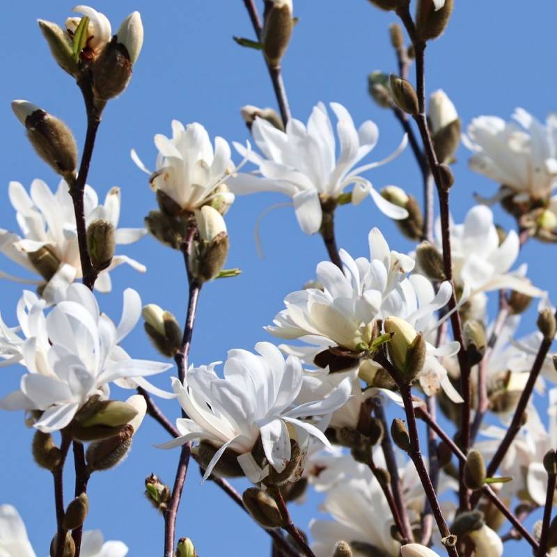 Magnolia China Town