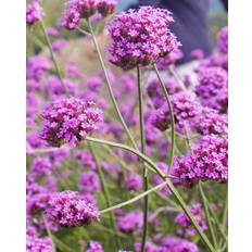 Kæmpe Verbena, Jernurt - 70-90 cm