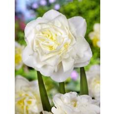 Hvid påskelilje dobbelt - Narcissus &quot;Obdam&quot; - Påskeliljeløg 10 stk. 40,- kr. 100 stk. 379,- kr.