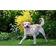 LHJOY julpussel 1000 bitar Hundlabrador 75x50cm