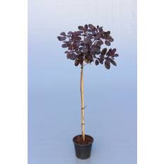 Parykbusk (Cotinus coggygria 'Royal Purple') Opstammet 120 cm