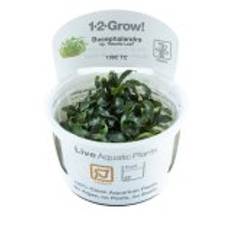 1-2-Grow Tropica Bucephalandra sp. 'Needle Leaf'