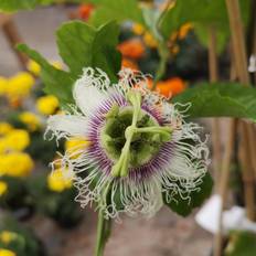 Passionsfrugt / Passionsblomst - Passiflora edulis