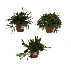 Misteltenkaktus, Rhipsalis mix, Ø12 cm (På lager i butik)