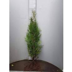 10 Thuja Brabant 100-125cm ohne Wurzel gemessen frisch vom Feld Gartenhecke Heckenpflanzen Immergrüner Lebensbaum Wurzelware