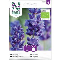 Økologisk lavendel, ægte, frø