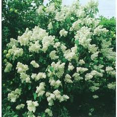 Bondsyren vit 'Alba' CO 5-p
