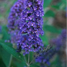 Sommerfuglebusk, Buddleja dav. 'Ellens Blue', 5 liter potte