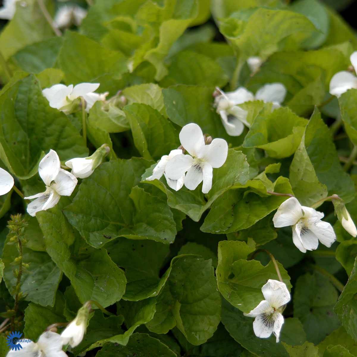 Martsviol (Viola odorata 'Alba') Potte 9 cm