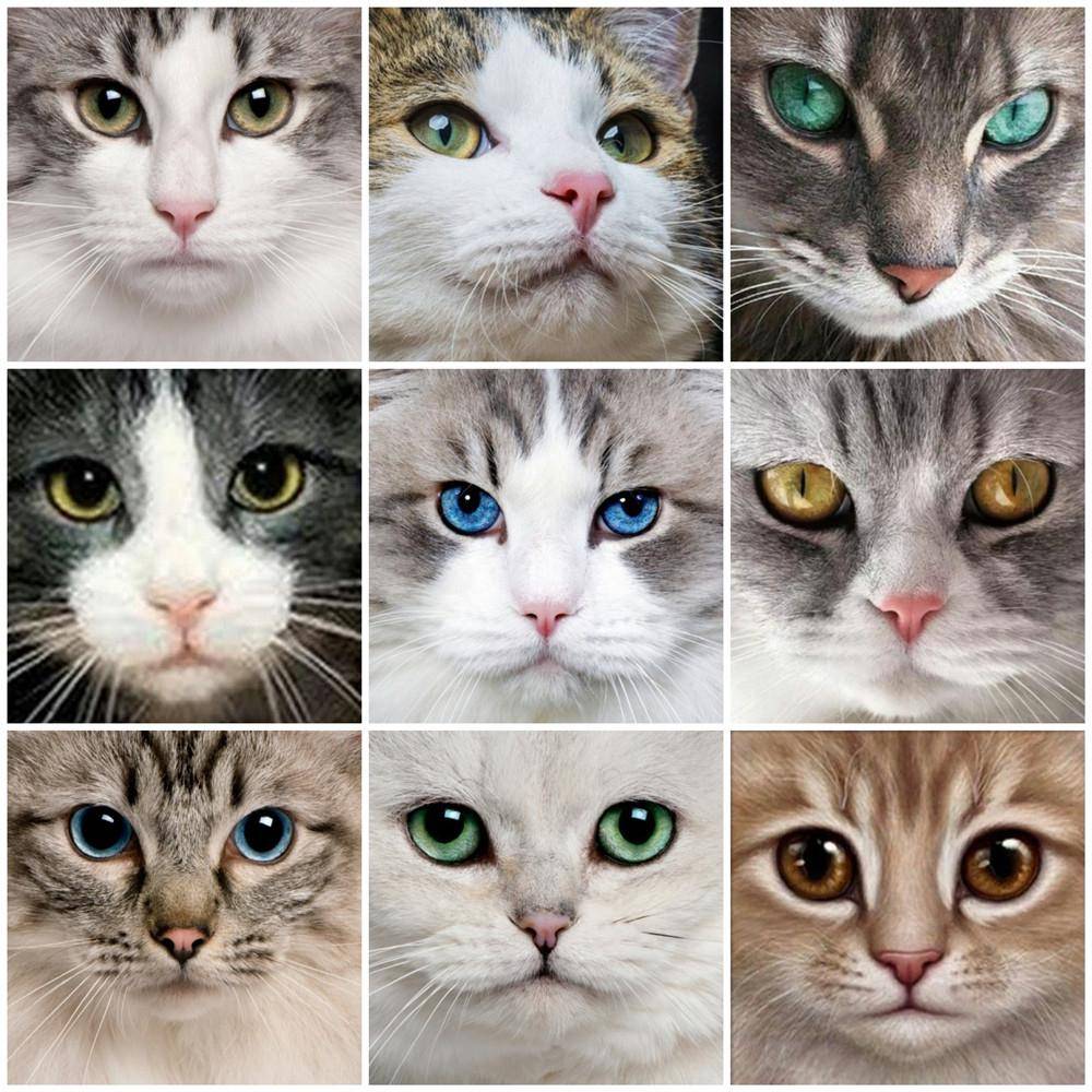 Diamantbroderiförsäljning Cats Eye 5D Korsstygn Diamantmålning Djurstrass rosa röd färg