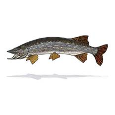 Pike Prints - Casey Underwood - Small