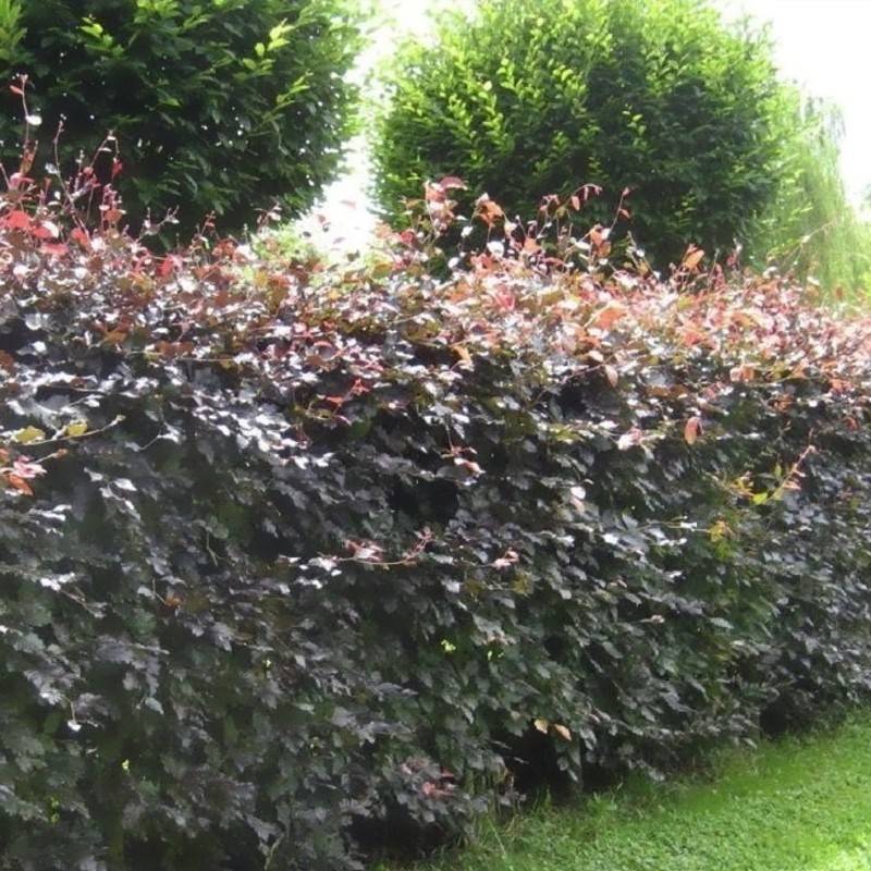 Rødbøg 80-120 cm. - Bundt med 10 stk. barrods Hækplanter - Fagus sylvatica Atropunicea/Purpurea.