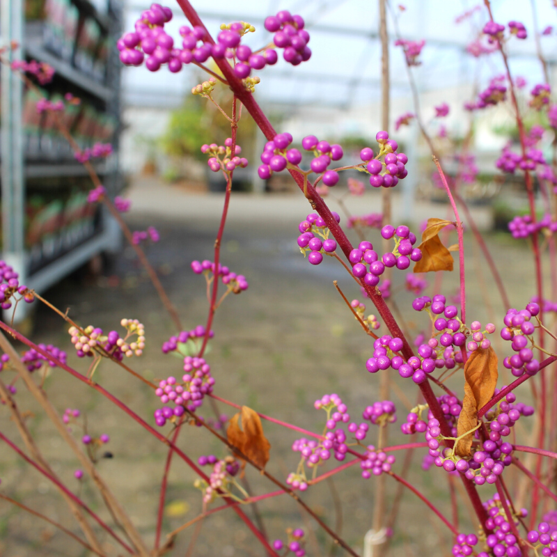 Glasbær (Callicarpa dichotoma 'Issai') 40-70 cm