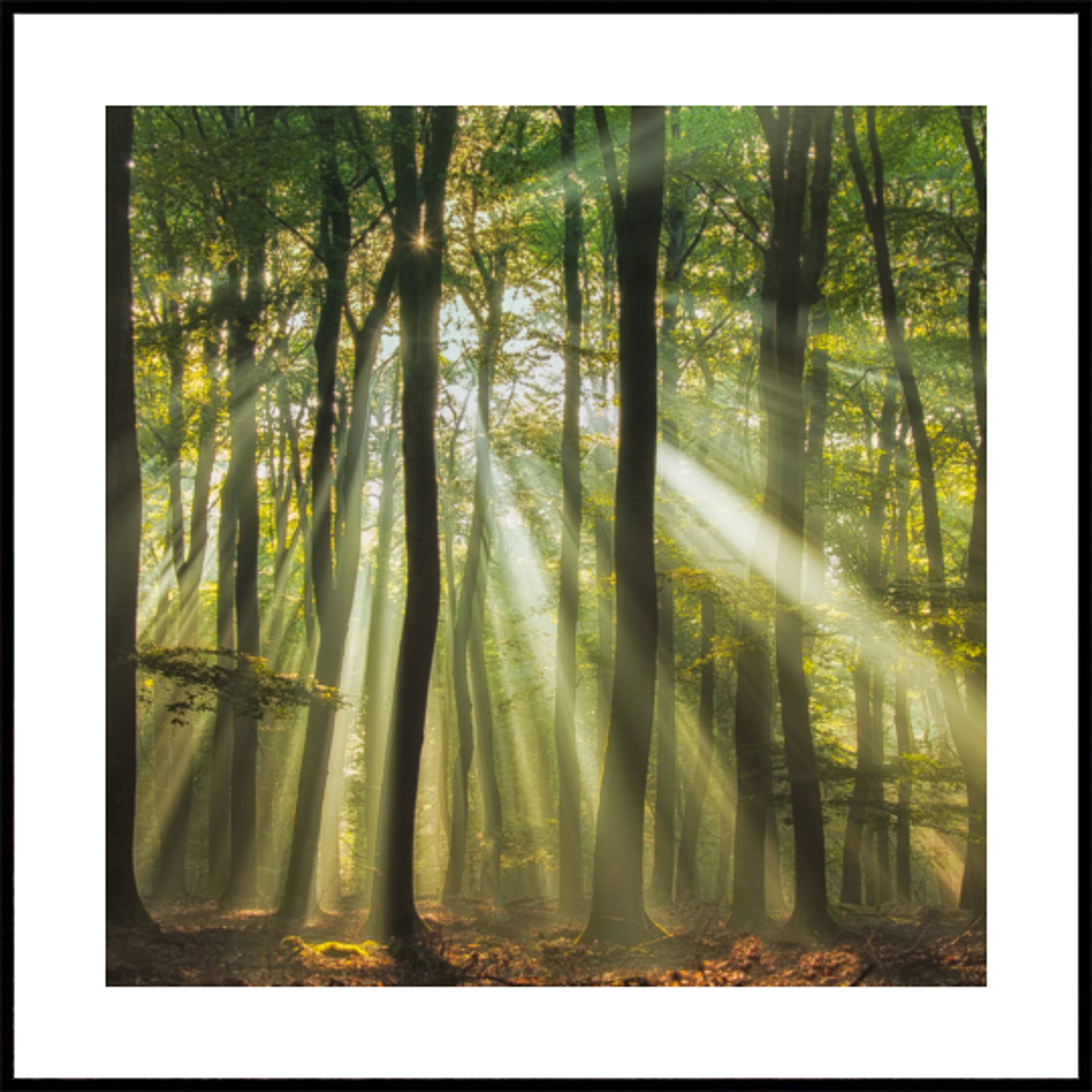 Misty Morning Sunlit Forest (50x50) - Plakater > Osorterade verk, BD