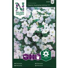 Petunia, Opera Supreme White F1 - Petunia hybrida Opera Supreme White F1