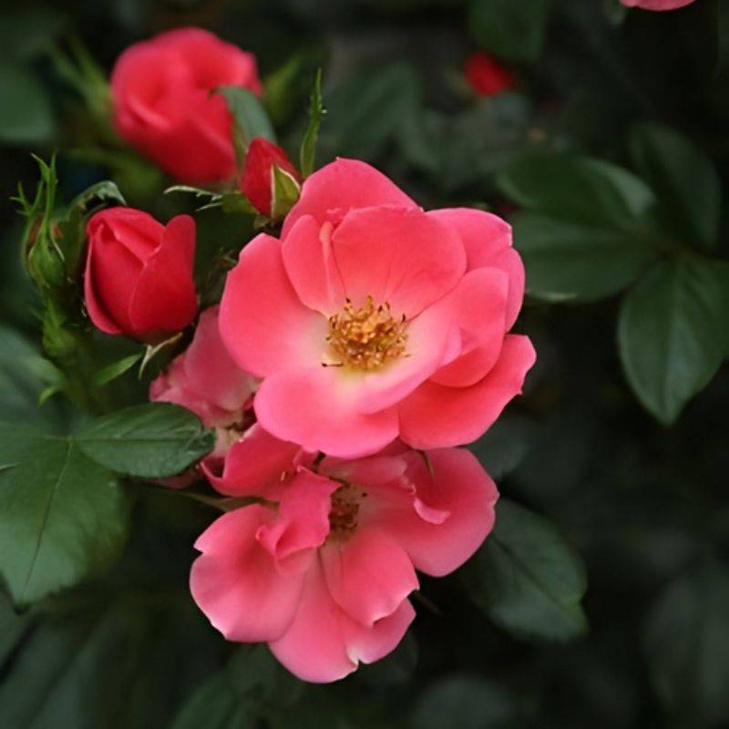 Rose (Rosa x hybridia 'Zepeti'® Pink Glow Corinne's Choice) Potte 3 L