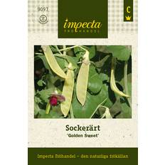 Sockerärt Golden Sweet