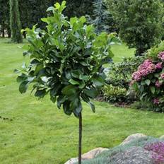 Laurbærkirsebær Storbladet (Prunus laurocerasus 'Etna') Opstammet 200 cm.