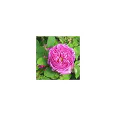 Rose Mme Isaac Pereire - Bourbonrose / Barrods
