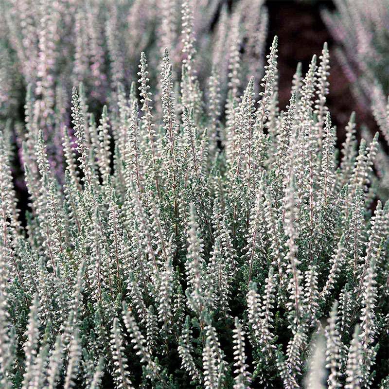 Efterårslyng (Calluna vulgaris 'Silver Knight')