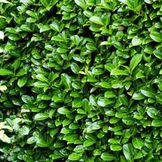 Laurbærkirsebær (Prunus laurocerasus 'Rotundifolia') 70-100 cm