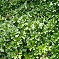 Pachysandra term.’Green Carpet’ (Vinterglans)