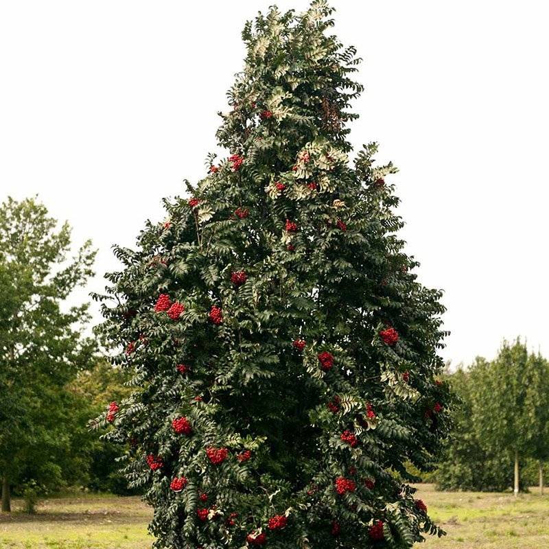 Søjleformet Røn (Sorbus aucuparia 'Fastigiata') 200-250 cm