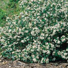 Buske Omnia Garden Svartaronia Aronia Mel Hugin 20-40 cm