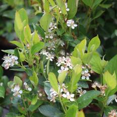Svartaronia (Storlek: busk C3,5)