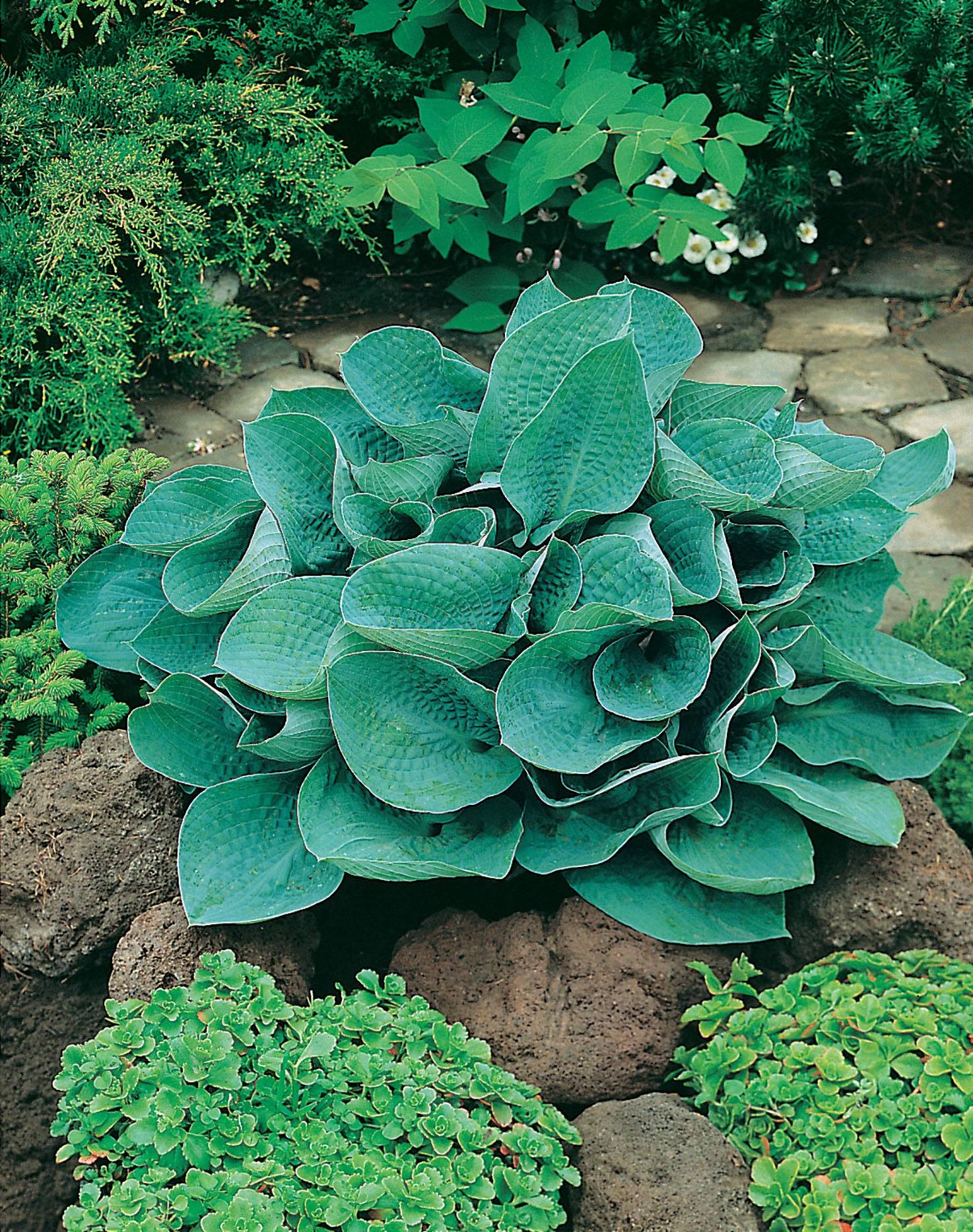Hosta 'Big Daddy', 6-pack