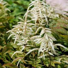 Fjerbusk Finbladet (Aruncus dioicus)