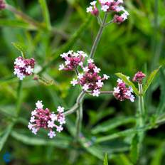 Kæmpe Verbena (Verbena bonariensis 'Lollipop') Potte 2L