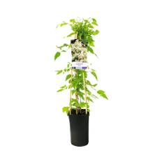 Klematis OMNIA GARDEN Clematis vitalba 1-pack