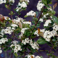 Storfrugtet Surbær (Aronia prunifolia 'Viking') Opstammet 120 cm