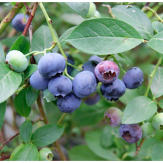 Blåbær "Blue Crop"