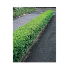 Dvärgliguster OMNIA GARDEN Ligustrum vulgare 'Lodense' 20-30cm 150-pack