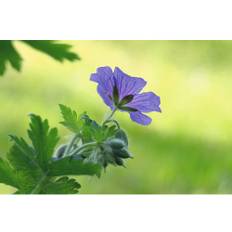 Kungsnäva OMNIA GARDEN Geranium x magnificum 15-pack