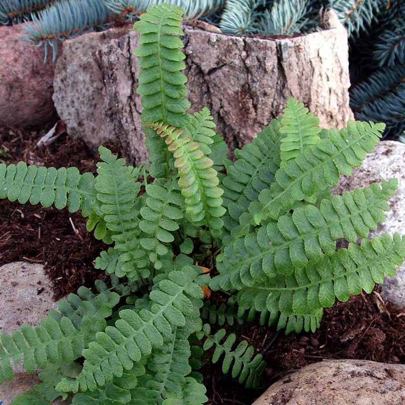 Kambregne - krybende (Blechnum penna-marina)