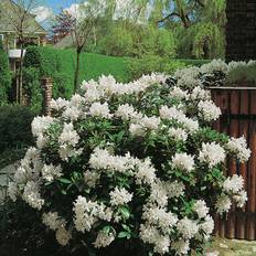 Rhododendron Park Vit 30-40Cm Krukodlad 3-Pack