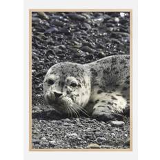 Seel Poster