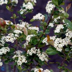 Storfrugtet surbær (Aronia Prunifolia 'Viking') Enstammet 300-400 cm