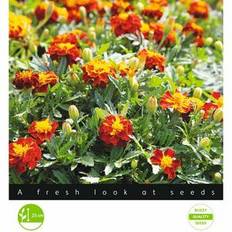 Tagetes / Fløjlsblomst, Petite Harmony, frø