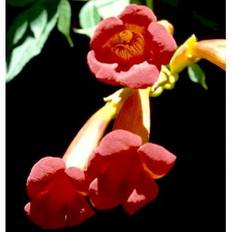 Trompetblomst 'Flamenco'
