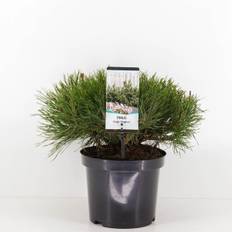 Dværg bjergfyr, Pinus mugo mughus, 3 liter potte, 25+cm